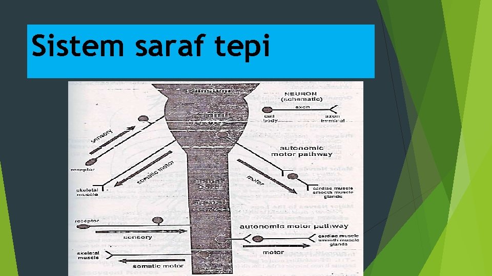 Sistem saraf tepi 