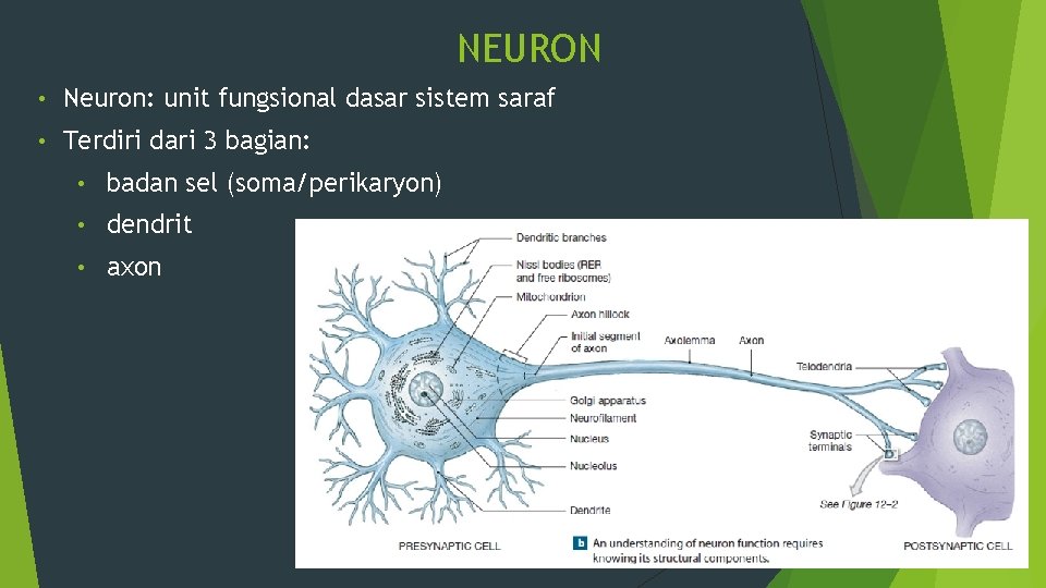 NEURON • Neuron: unit fungsional dasar sistem saraf • Terdiri dari 3 bagian: •