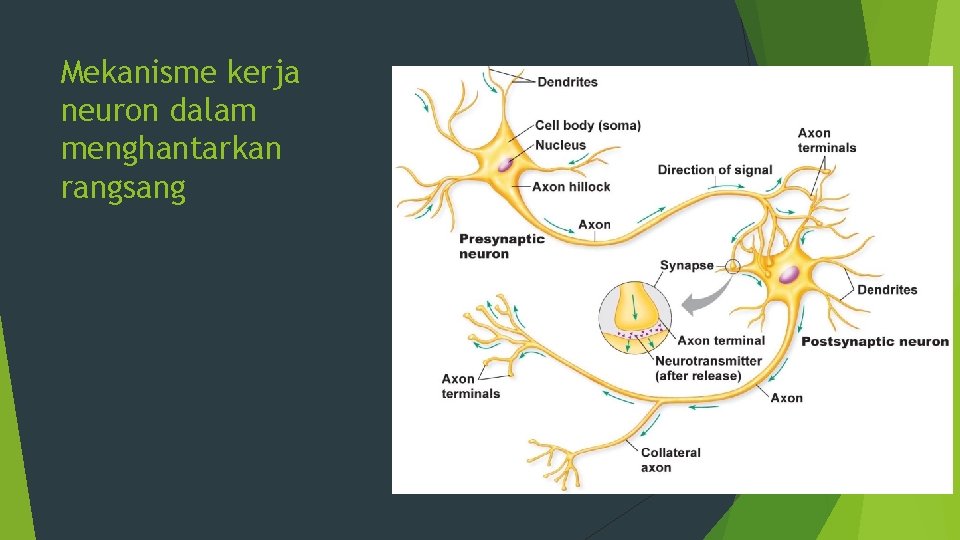 Mekanisme kerja neuron dalam menghantarkan rangsang 