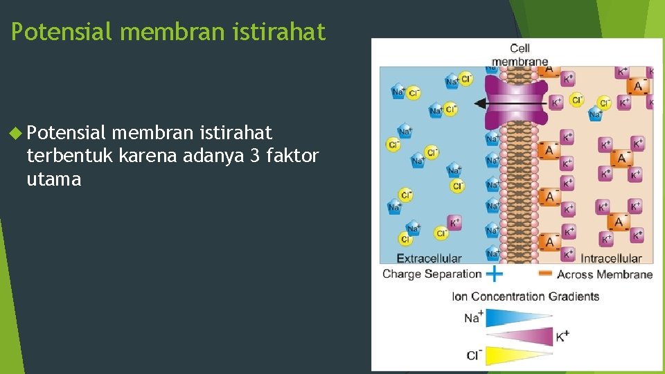 Potensial membran istirahat terbentuk karena adanya 3 faktor utama 