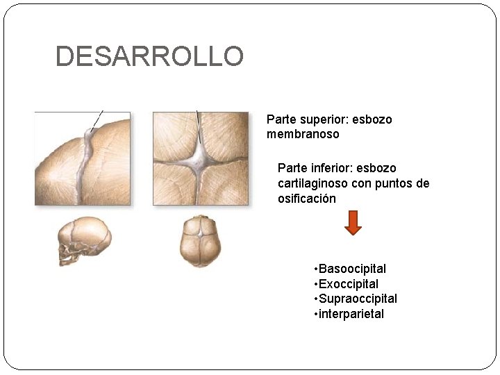 DESARROLLO Parte superior: esbozo membranoso Parte inferior: esbozo cartilaginoso con puntos de osificación •