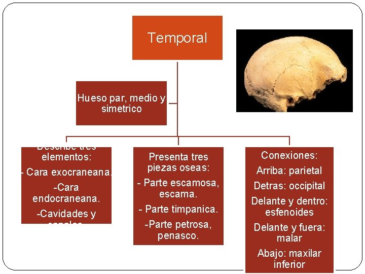 Temporal Hueso par, medio y simetrico Describe tres elementos: - Cara exocraneana. -Cara endocraneana.