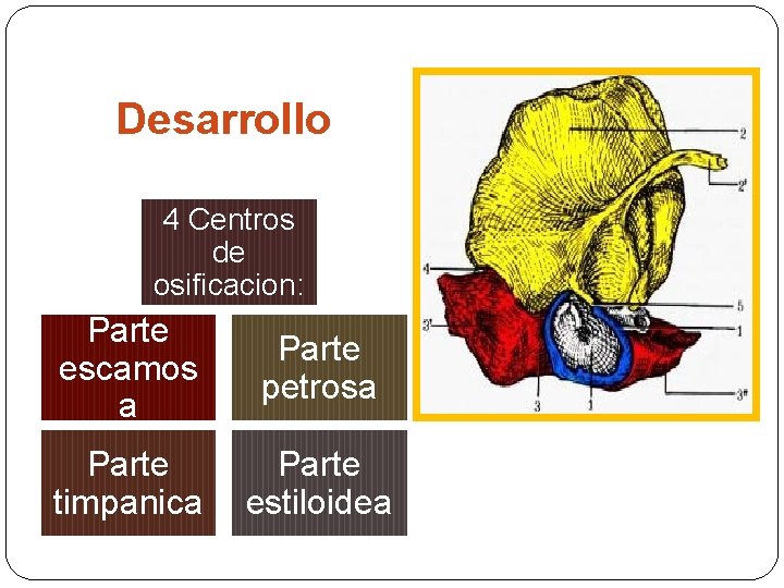 Desarrollo 4 Centros de osificacion: Parte escamos a Parte petrosa Parte timpanica Parte estiloidea
