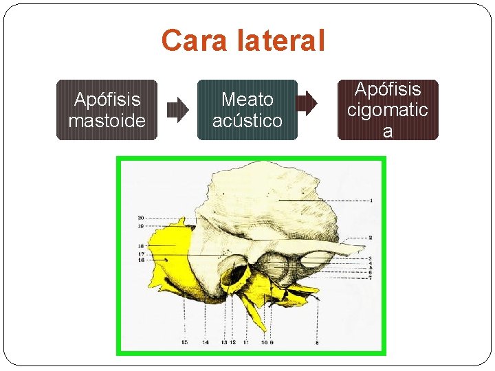 Cara lateral Apófisis mastoide Meato acústico Apófisis cigomatic a 