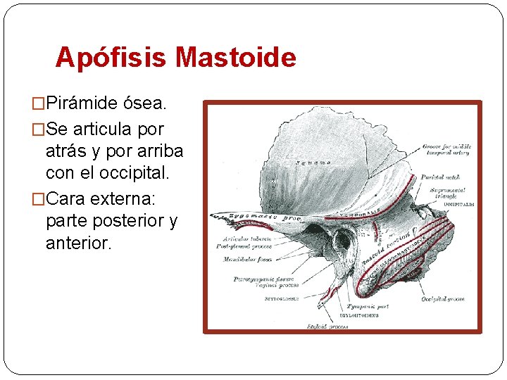 Apófisis Mastoide �Pirámide ósea. �Se articula por atrás y por arriba con el occipital.