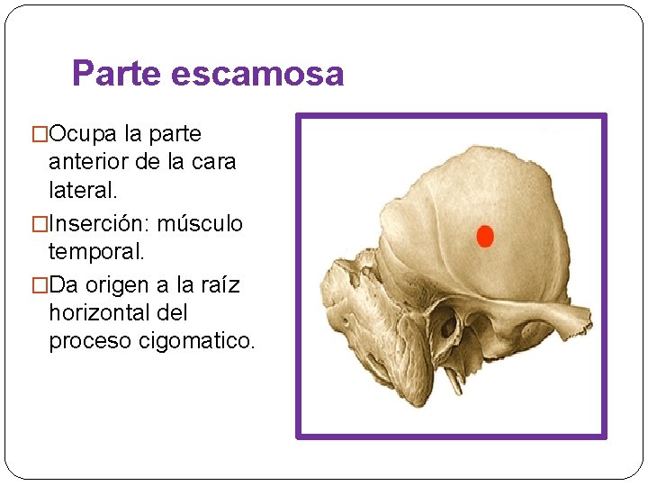 Parte escamosa �Ocupa la parte anterior de la cara lateral. �Inserción: músculo temporal. �Da