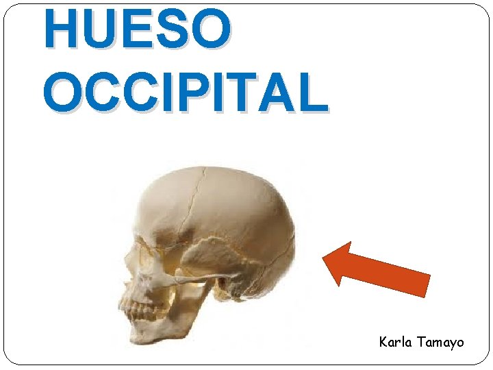 HUESO OCCIPITAL Karla Tamayo 