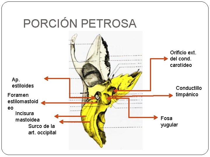 PORCIÓN PETROSA Orificio ext. del cond. carotídeo Ap. estiloides Foramen estilomastoid eo Incisura mastoidea