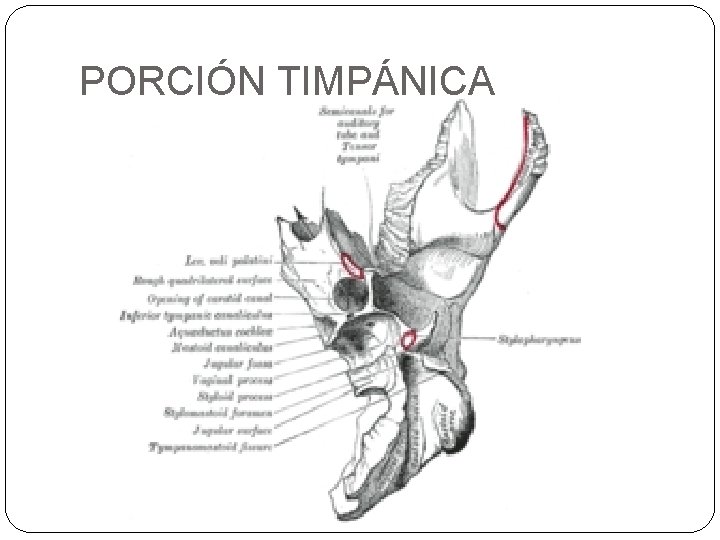 PORCIÓN TIMPÁNICA 