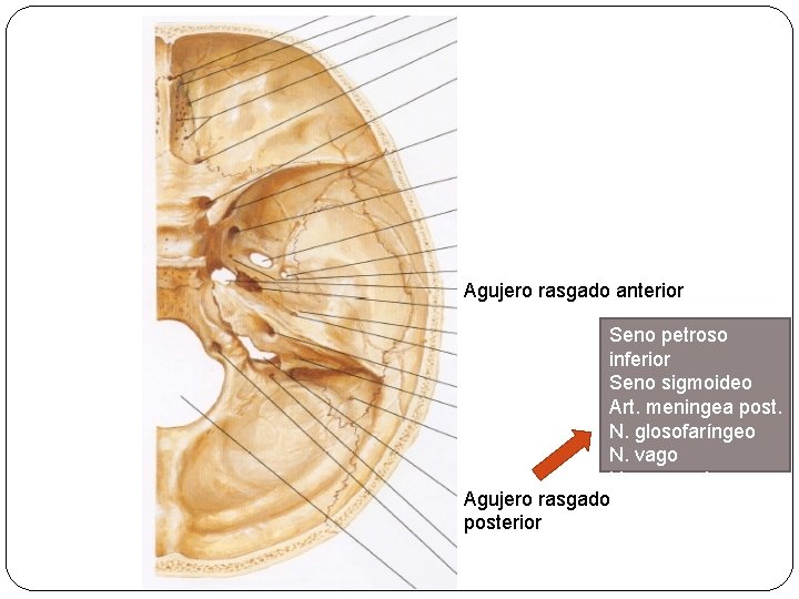 Agujero rasgado anterior Seno petroso inferior Seno sigmoideo Art. meningea post. N. glosofaríngeo N.