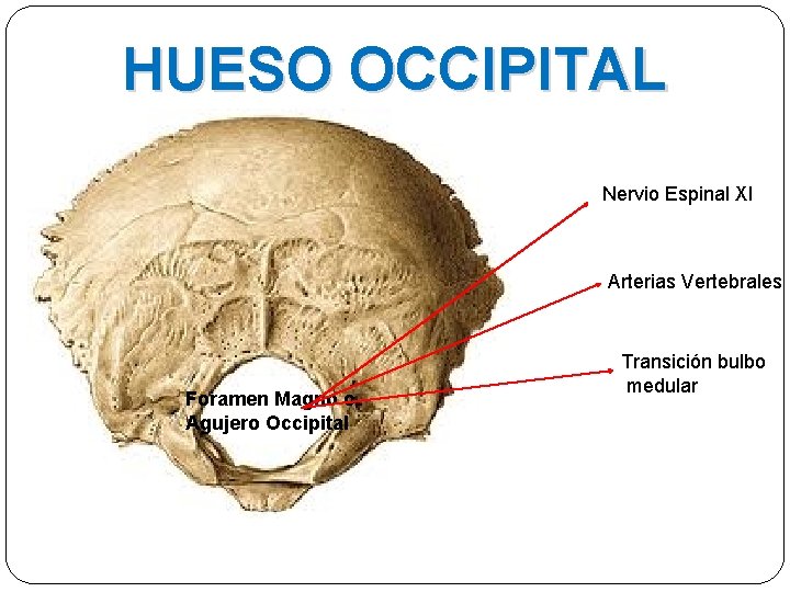 HUESO OCCIPITAL Nervio Espinal XI Arterias Vertebrales Foramen Magno o Agujero Occipital Transición bulbo