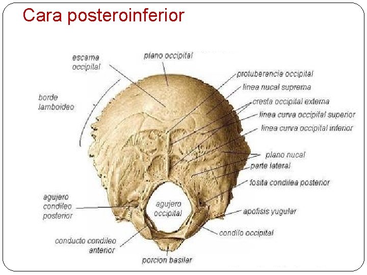 Cara posteroinferior 