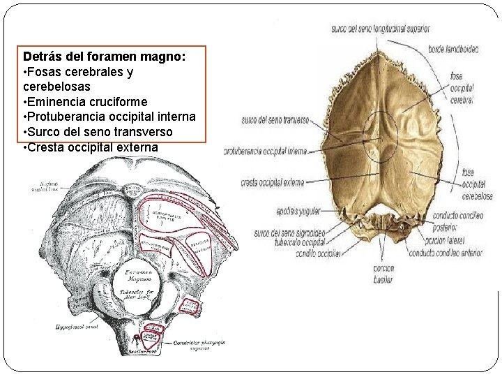 Detrás del foramen magno: • Fosas cerebrales y cerebelosas • Eminencia cruciforme • Protuberancia