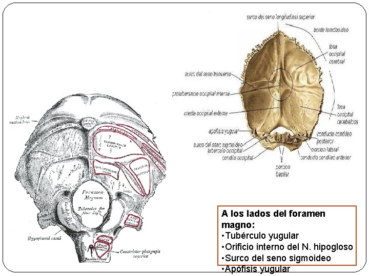 A los lados del foramen magno: • Tubérculo yugular • Orificio interno del N.