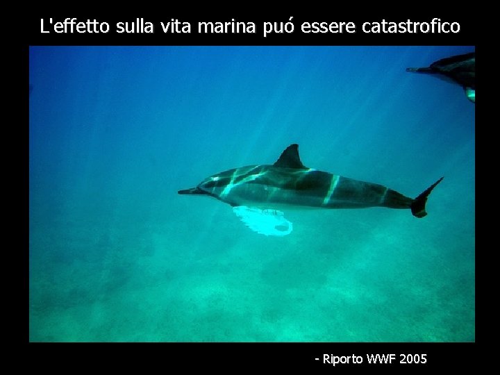 L'effetto sulla vita marina puó essere catastrofico - Riporto WWF 2005 