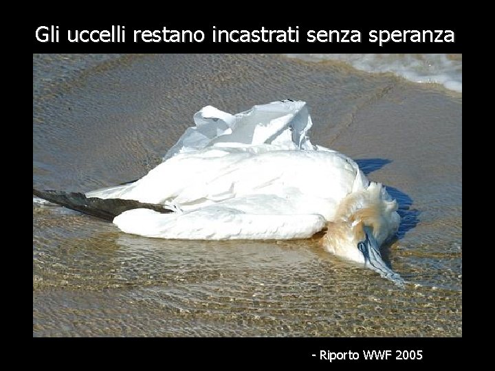 Gli uccelli restano incastrati senza speranza - Riporto WWF 2005 