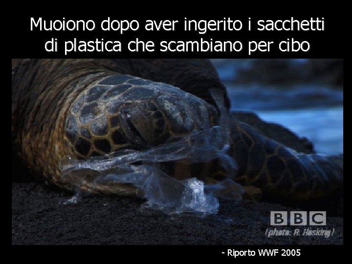 Muoiono dopo aver ingerito i sacchetti di plastica che scambiano per cibo - Riporto