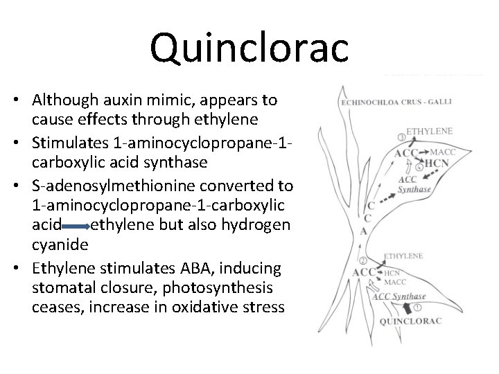 Quinclorac • Although auxin mimic, appears to cause effects through ethylene • Stimulates 1