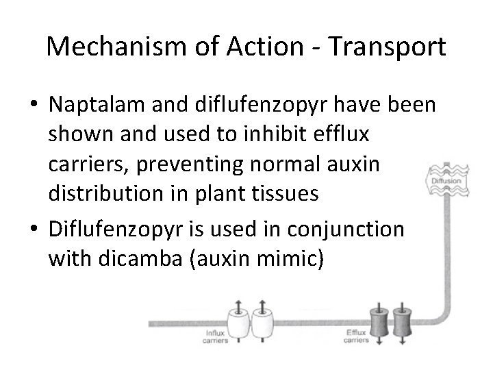 Mechanism of Action - Transport • Naptalam and diflufenzopyr have been shown and used