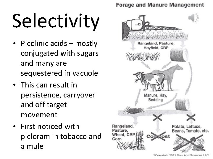 Selectivity • Picolinic acids – mostly conjugated with sugars and many are sequestered in