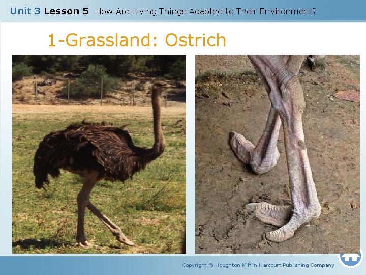 Unit 3 Lesson 5 How Are Living Things Adapted to Their Environment? 1 -Grassland: