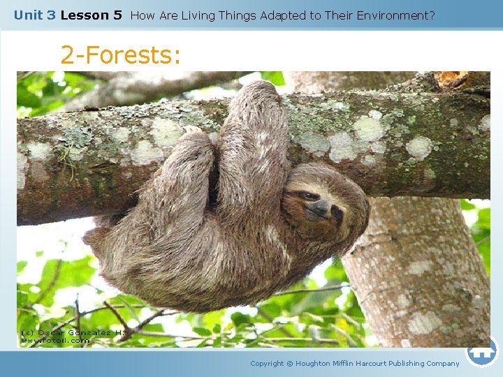 Unit 3 Lesson 5 How Are Living Things Adapted to Their Environment? 2 -Forests: