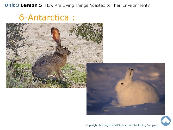 Unit 3 Lesson 5 How Are Living Things Adapted to Their Environment? 6 -Antarctica