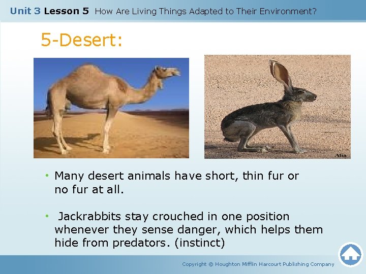 Unit 3 Lesson 5 How Are Living Things Adapted to Their Environment? 5 -Desert: