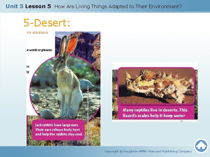 Unit 3 Lesson 5 How Are Living Things Adapted to Their Environment? 5 -Desert:
