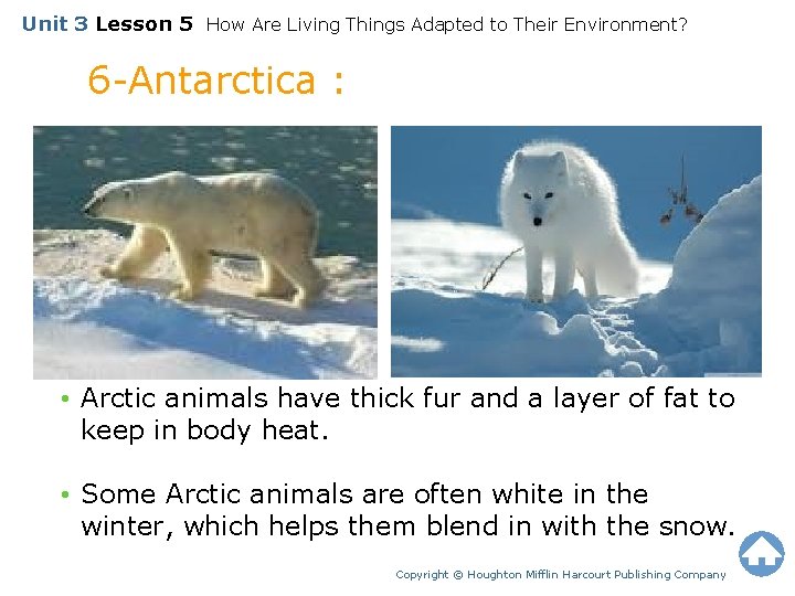 Unit 3 Lesson 5 How Are Living Things Adapted to Their Environment? 6 -Antarctica