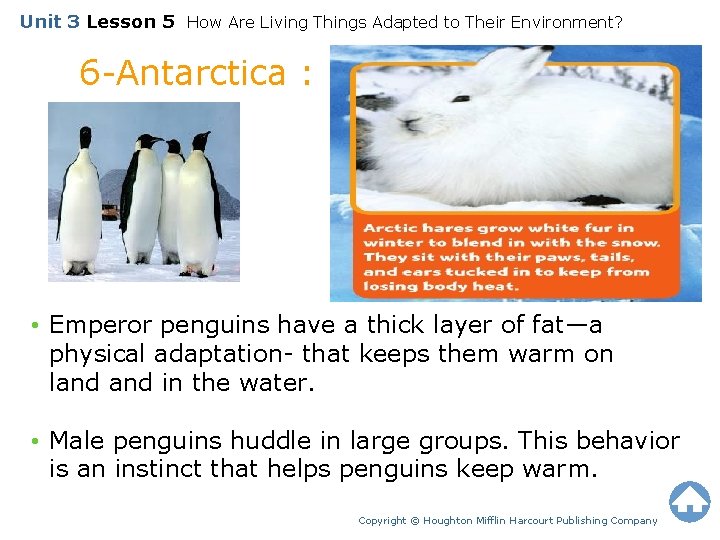 Unit 3 Lesson 5 How Are Living Things Adapted to Their Environment? 6 -Antarctica
