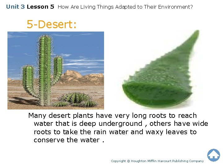 Unit 3 Lesson 5 How Are Living Things Adapted to Their Environment? 5 -Desert: