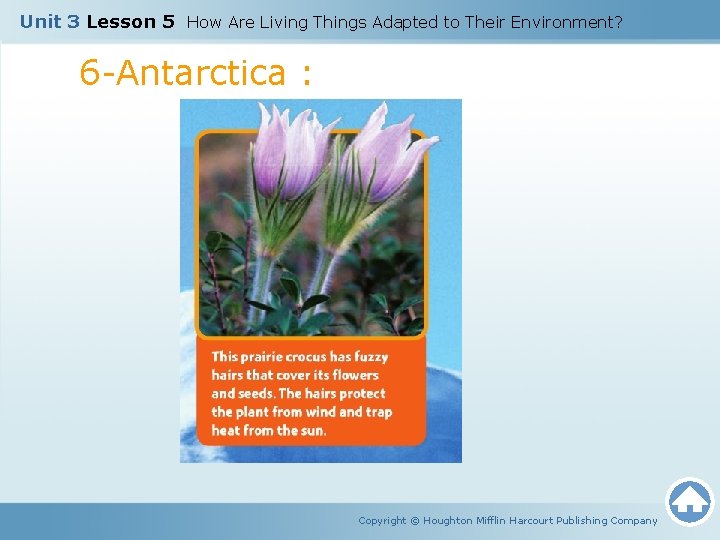 Unit 3 Lesson 5 How Are Living Things Adapted to Their Environment? 6 -Antarctica