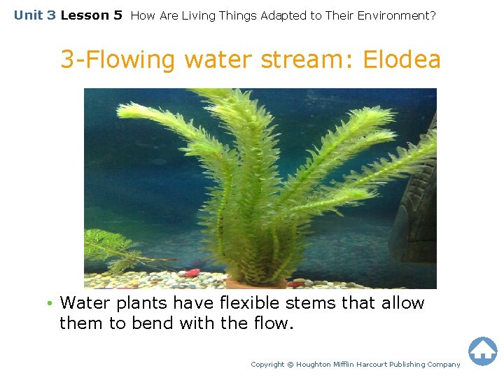 Unit 3 Lesson 5 How Are Living Things Adapted to Their Environment? 3 -Flowing