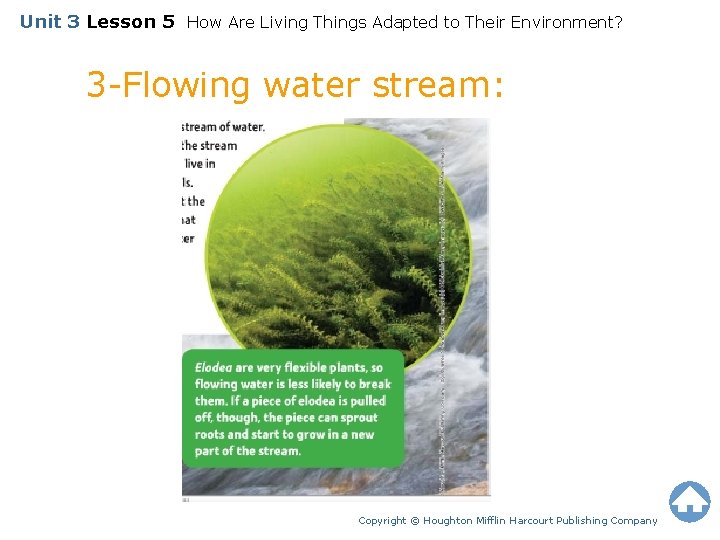 Unit 3 Lesson 5 How Are Living Things Adapted to Their Environment? 3 -Flowing