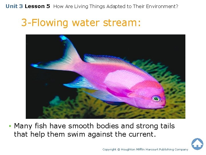 Unit 3 Lesson 5 How Are Living Things Adapted to Their Environment? 3 -Flowing