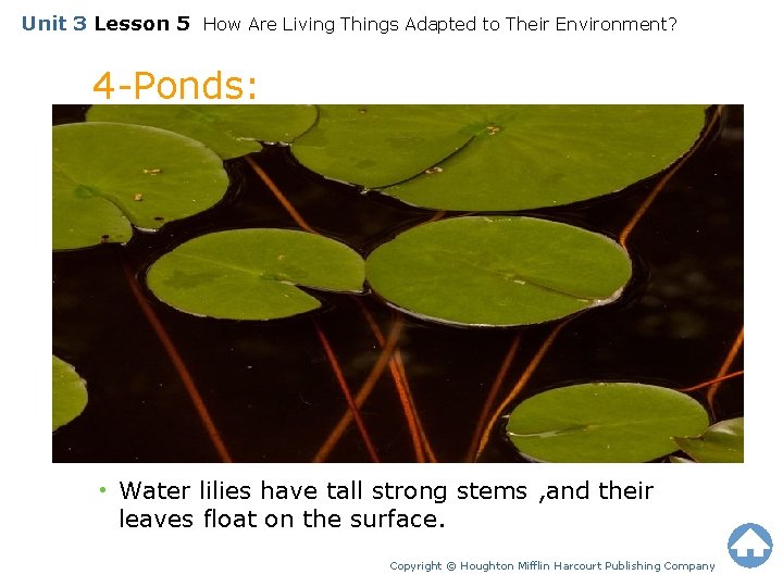 Unit 3 Lesson 5 How Are Living Things Adapted to Their Environment? 4 -Ponds: