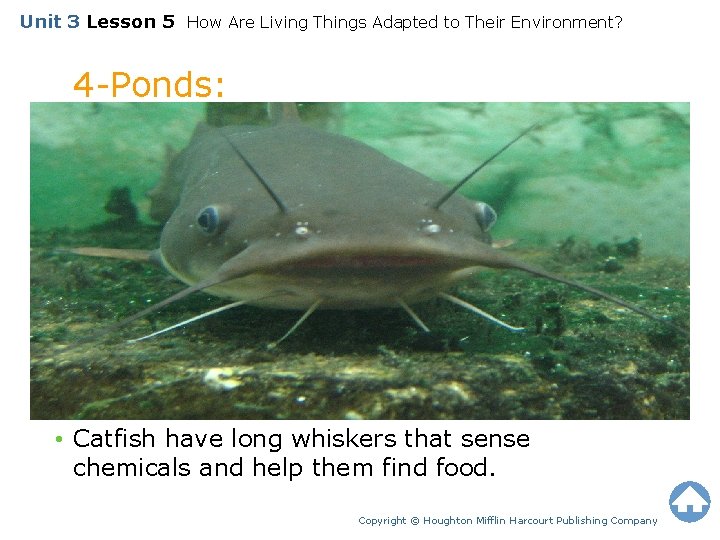 Unit 3 Lesson 5 How Are Living Things Adapted to Their Environment? 4 -Ponds: