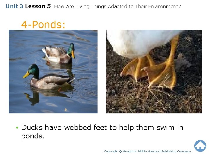 Unit 3 Lesson 5 How Are Living Things Adapted to Their Environment? 4 -Ponds: