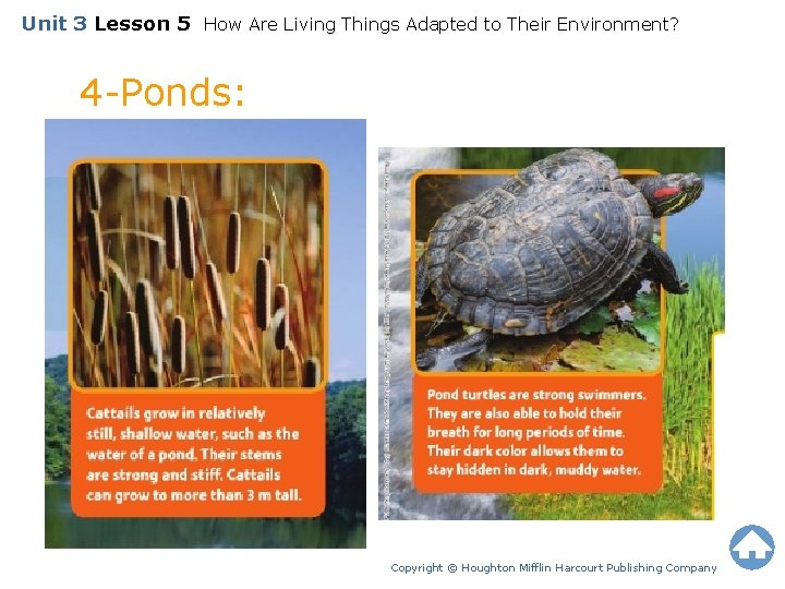 Unit 3 Lesson 5 How Are Living Things Adapted to Their Environment? 4 -Ponds: