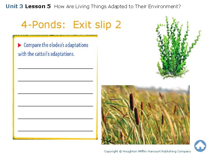 Unit 3 Lesson 5 How Are Living Things Adapted to Their Environment? 4 -Ponds: