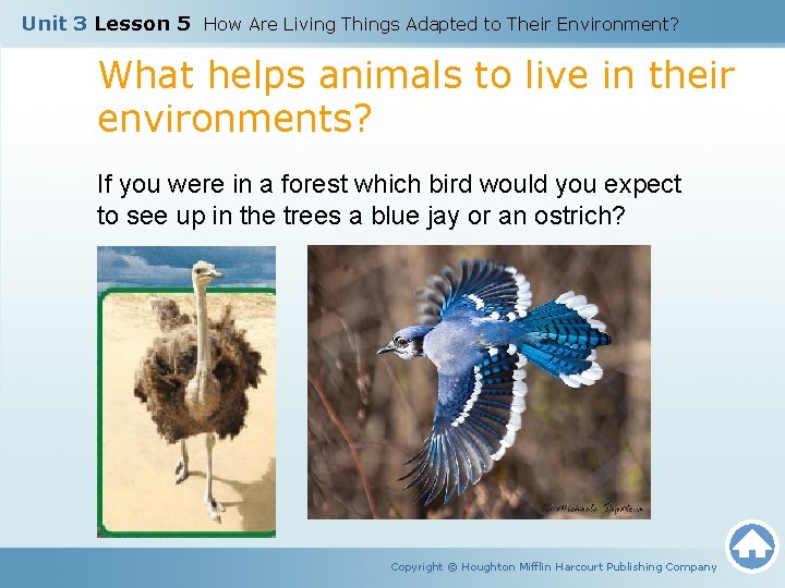 Unit 3 Lesson 5 How Are Living Things Adapted to Their Environment? What helps