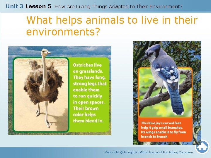 Unit 3 Lesson 5 How Are Living Things Adapted to Their Environment? What helps