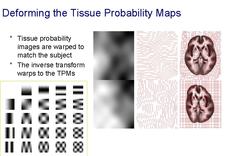 Deforming the Tissue Probability Maps * Tissue probability images are warped to match the