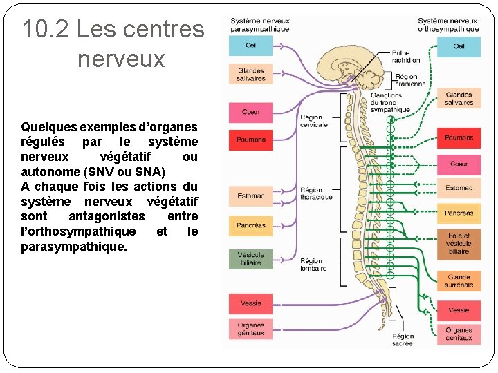 10. 2 Les centres nerveux Quelques exemples d’organes régulés par le système nerveux végétatif