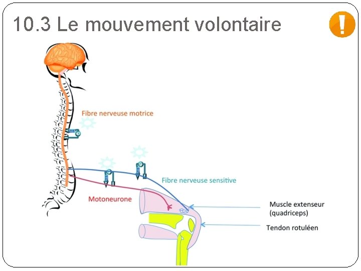 10. 3 Le mouvement volontaire 