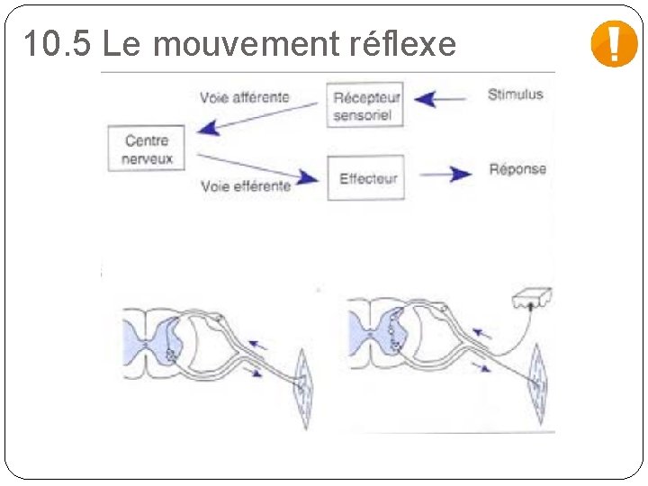 10. 5 Le mouvement réflexe 
