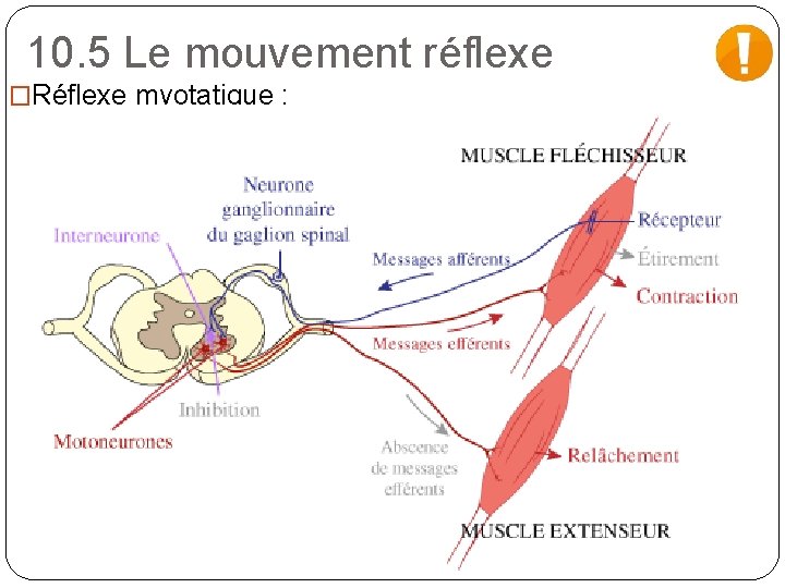 10. 5 Le mouvement réflexe �Réflexe myotatique : 