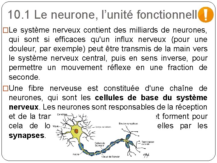 10. 1 Le neurone, l’unité fonctionnelle �Le système nerveux contient des milliards de neurones,