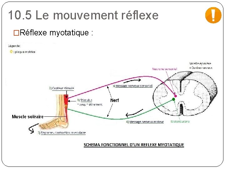 10. 5 Le mouvement réflexe �Réflexe myotatique : 